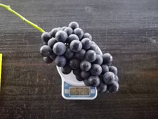 �T�}�[�u���b�N