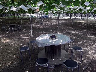 ぶどう狩り2 ぶどう狩り2