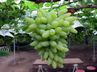 �s�b�e���r�A���R